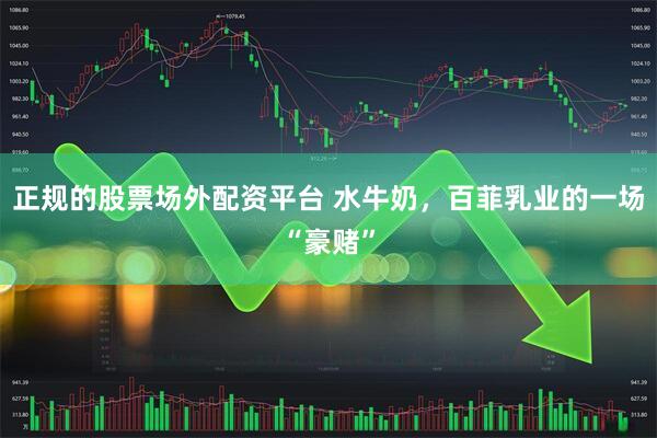正规的股票场外配资平台 水牛奶，百菲乳业的一场“豪赌”